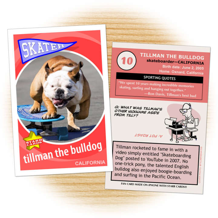 Fan card of Tillman the Skateboarding Bulldog