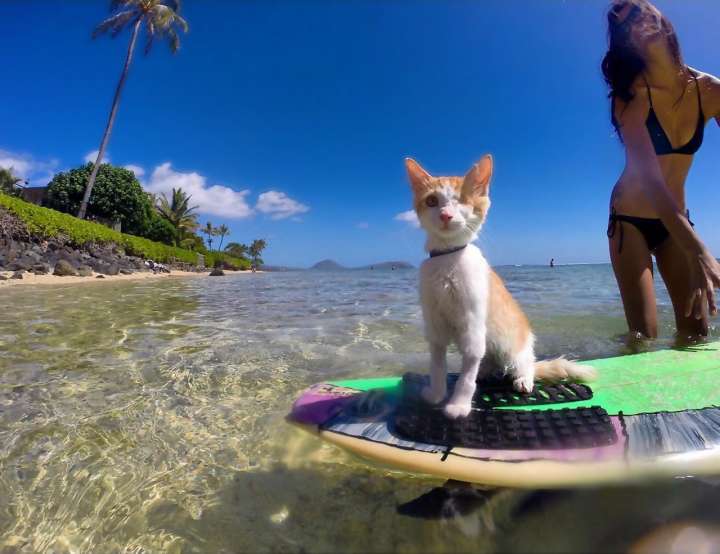 Kuli the surfing kitten