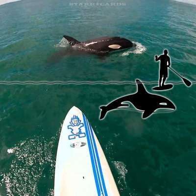 Paddle boarding with an orca off the coast of New Zealand