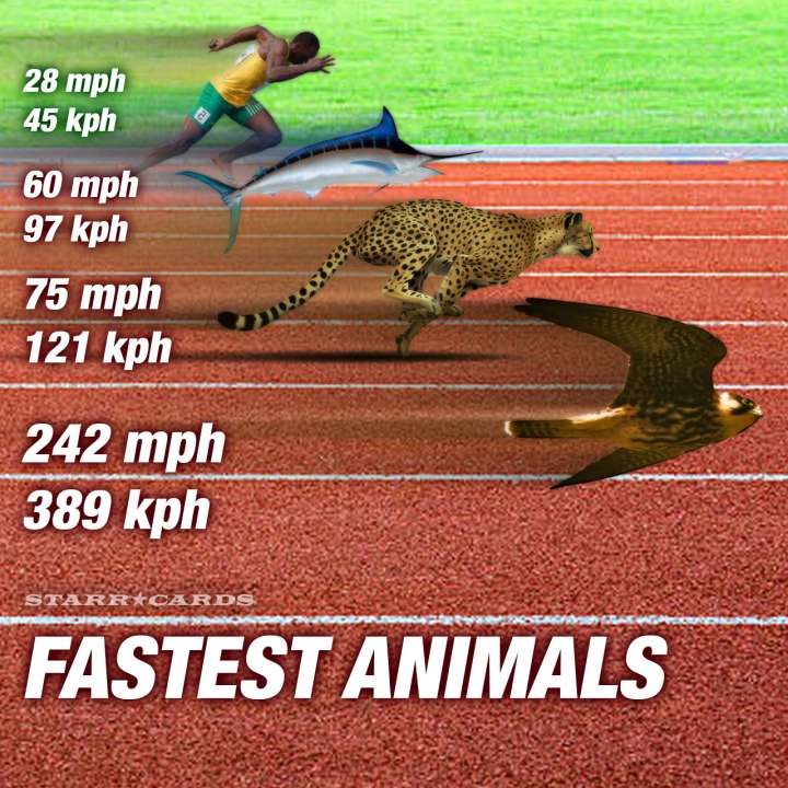 World's fastest animals: Usain Bolt gets blown away by swordfish, cheetah and peregrine falcon
