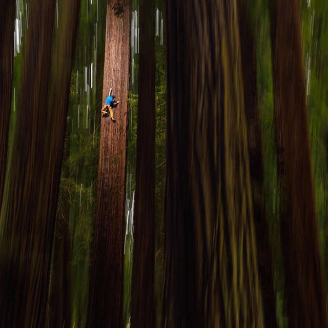 Chris Sharma climbs a redwood tree