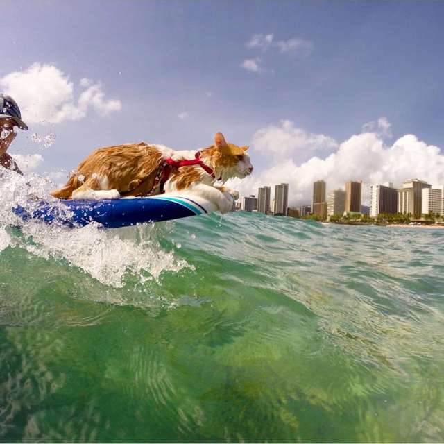 Kuli the surfing cat