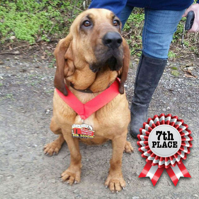 Ludivine the bloodhound: Half-Marathon dog