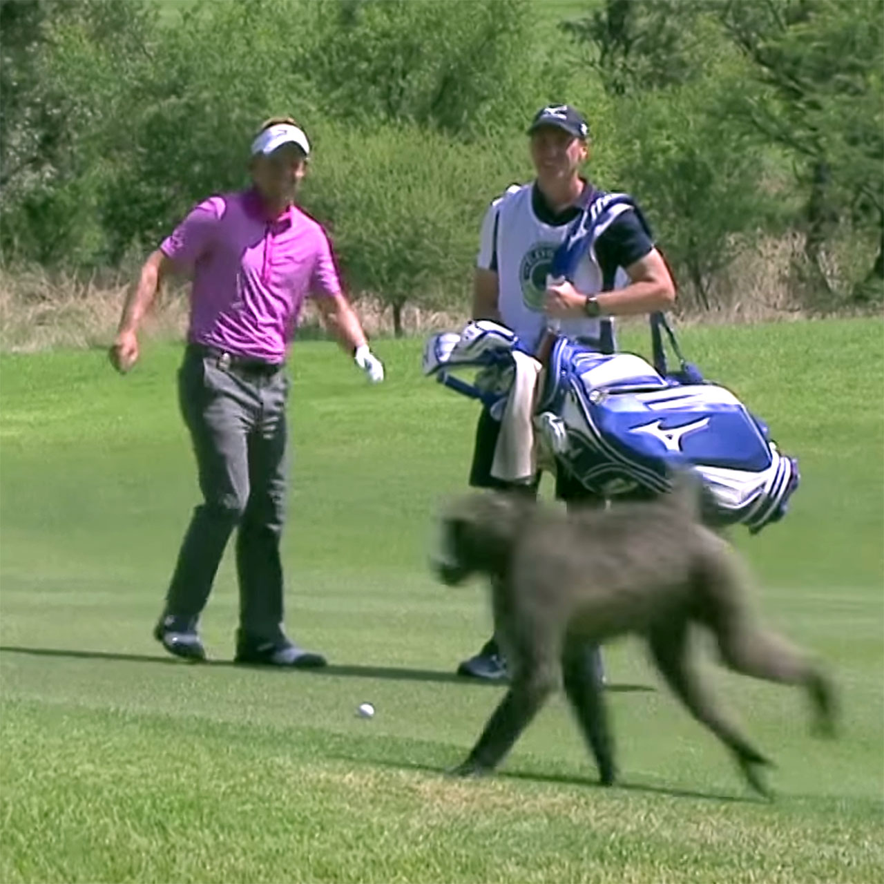 Luke Donald startled by baboon in South Africa