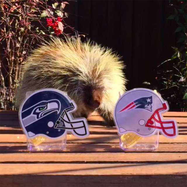 Teddy Bear the Porcupine picks the Super Bowl XLIX winner