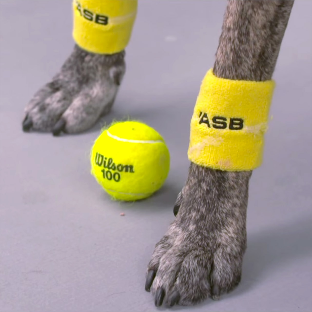 Venus Williams adores the ball dogs at the ASB Classic in New Zealand